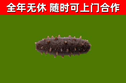 庆云县回收海参干